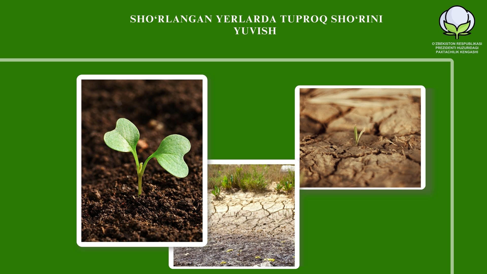 Jinsiy aloqa, sevgi va ehtiros haqida filmlar