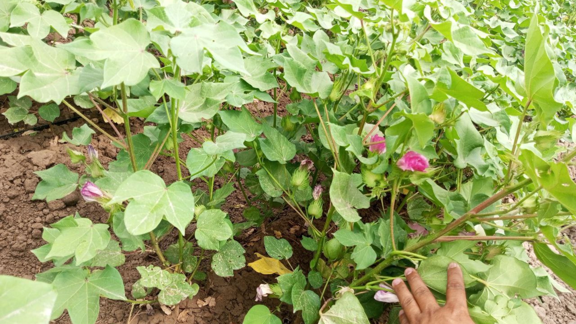 Super sexy jojalar Ogziga spermani oladi